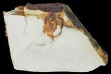 Miocene Pea Crab (Pinnixa) Fossil - California #141631-1